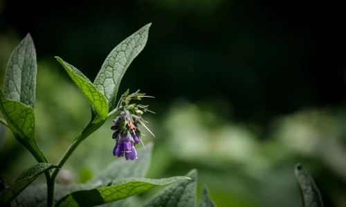 Navadni gabez (Symphytum officinale): sajenje, uporaba v vrtu, naravno barvanje in mazilo